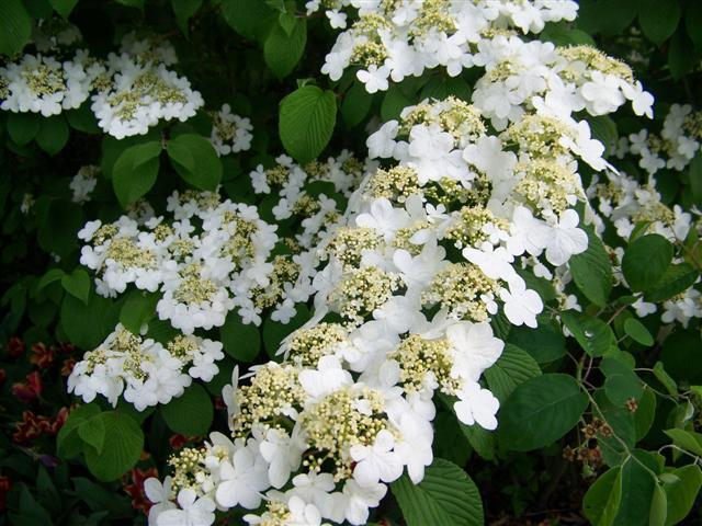 Shasta Doublefile Viburnum flowers